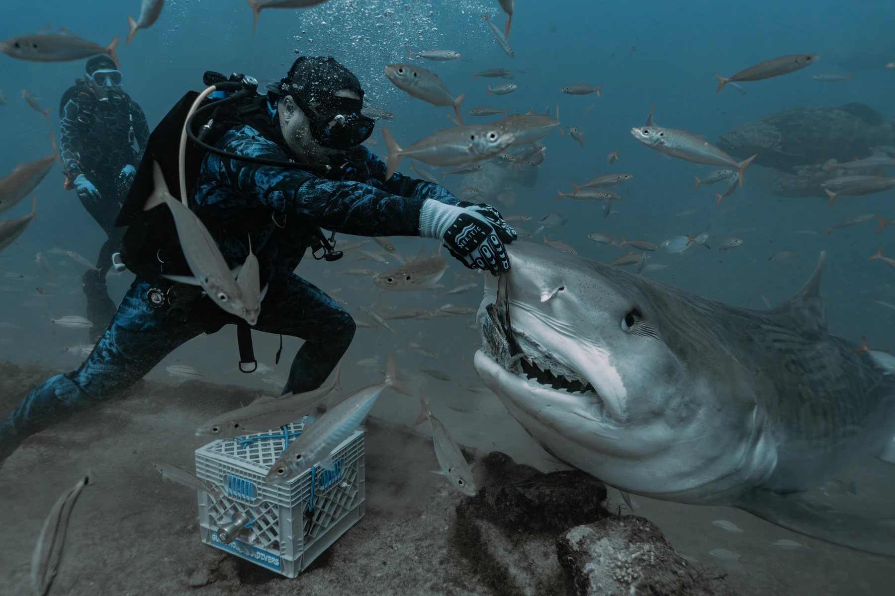 Adam Foglia underwater beside a tiger shark surrounded by schooling fish