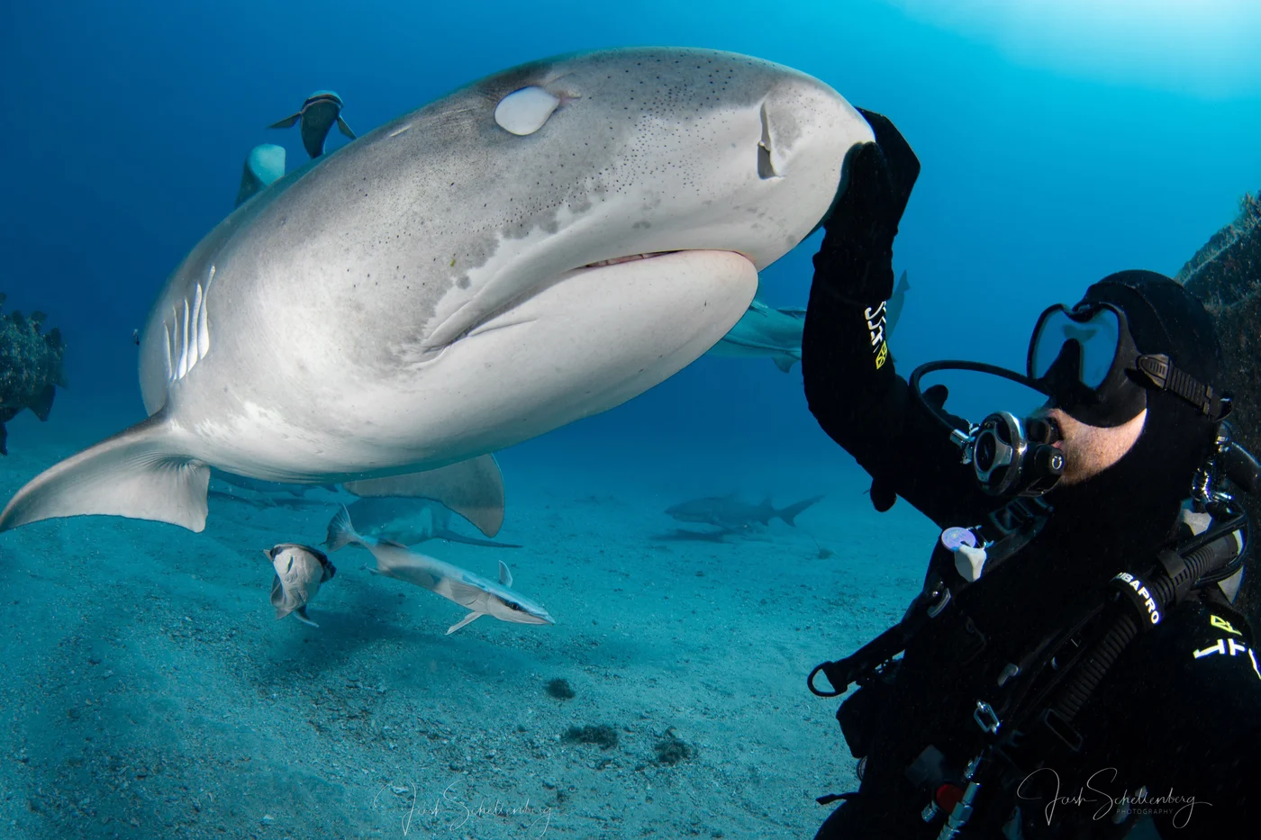 Josh Schellenberg scuba diving beside a tiger shark, with his photographer marks visible along the bottom