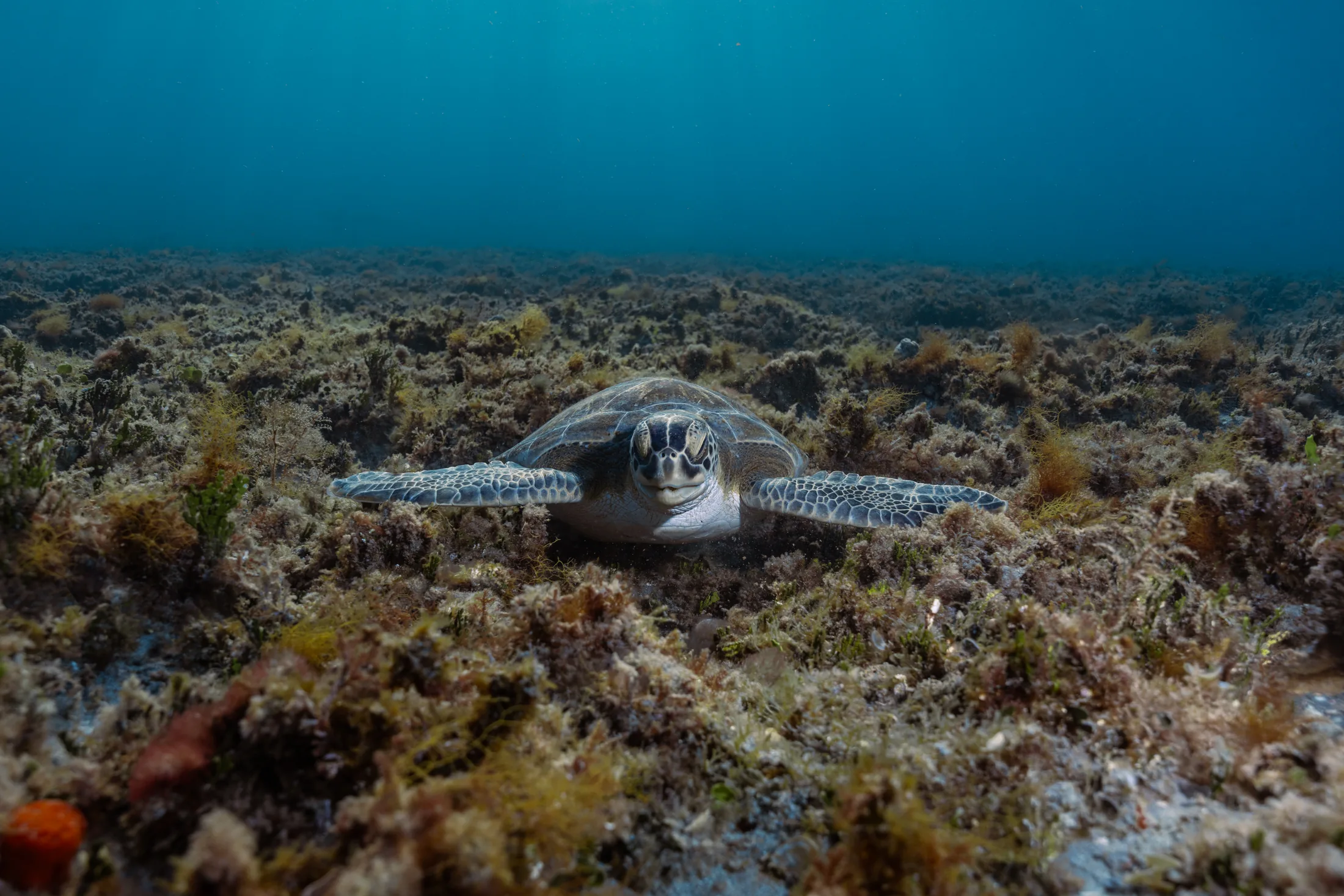 Sea turtle facing the camera above a shallow reef