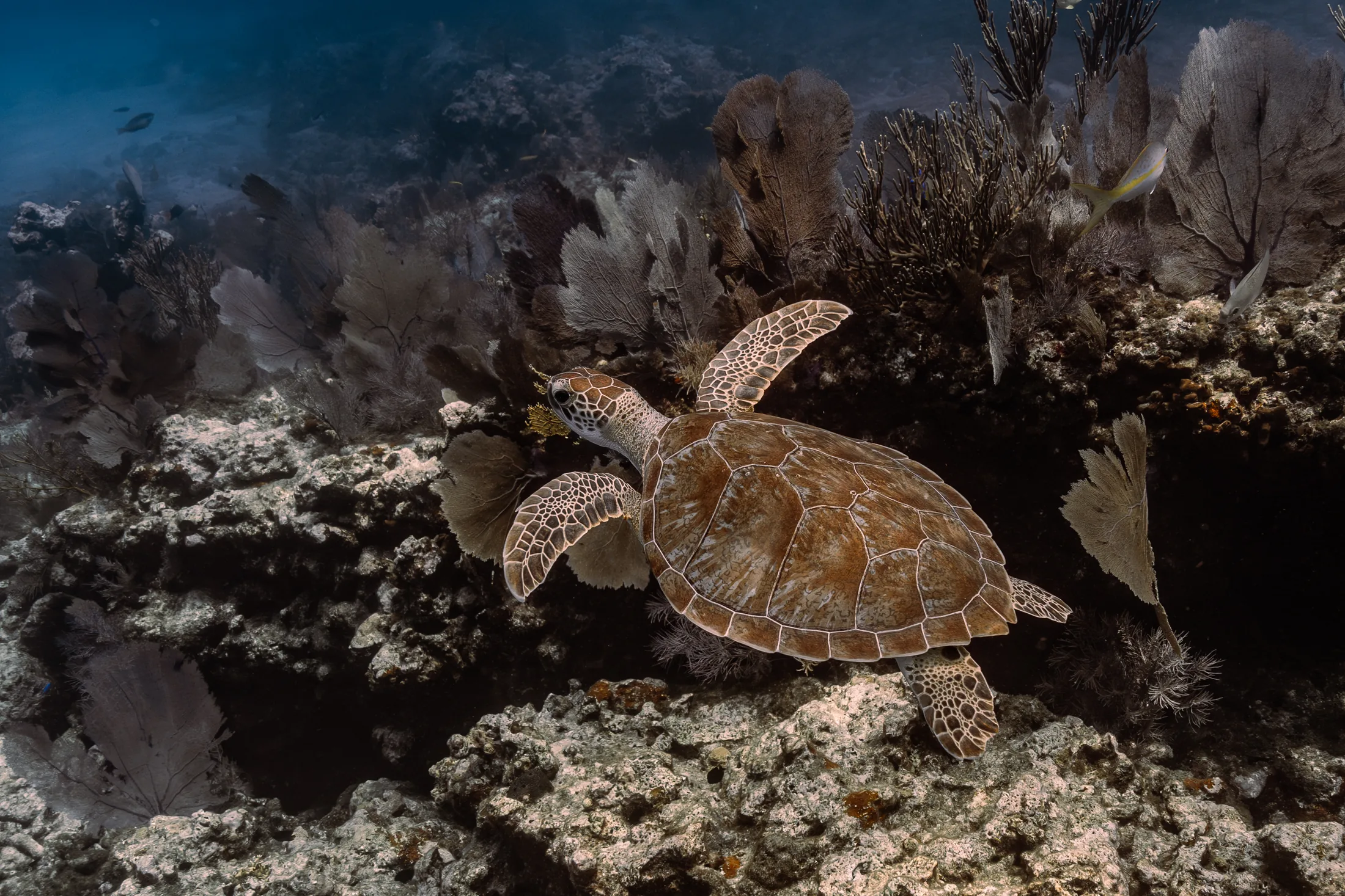 Sea turtle swimming over a South Florida reef with sea fans