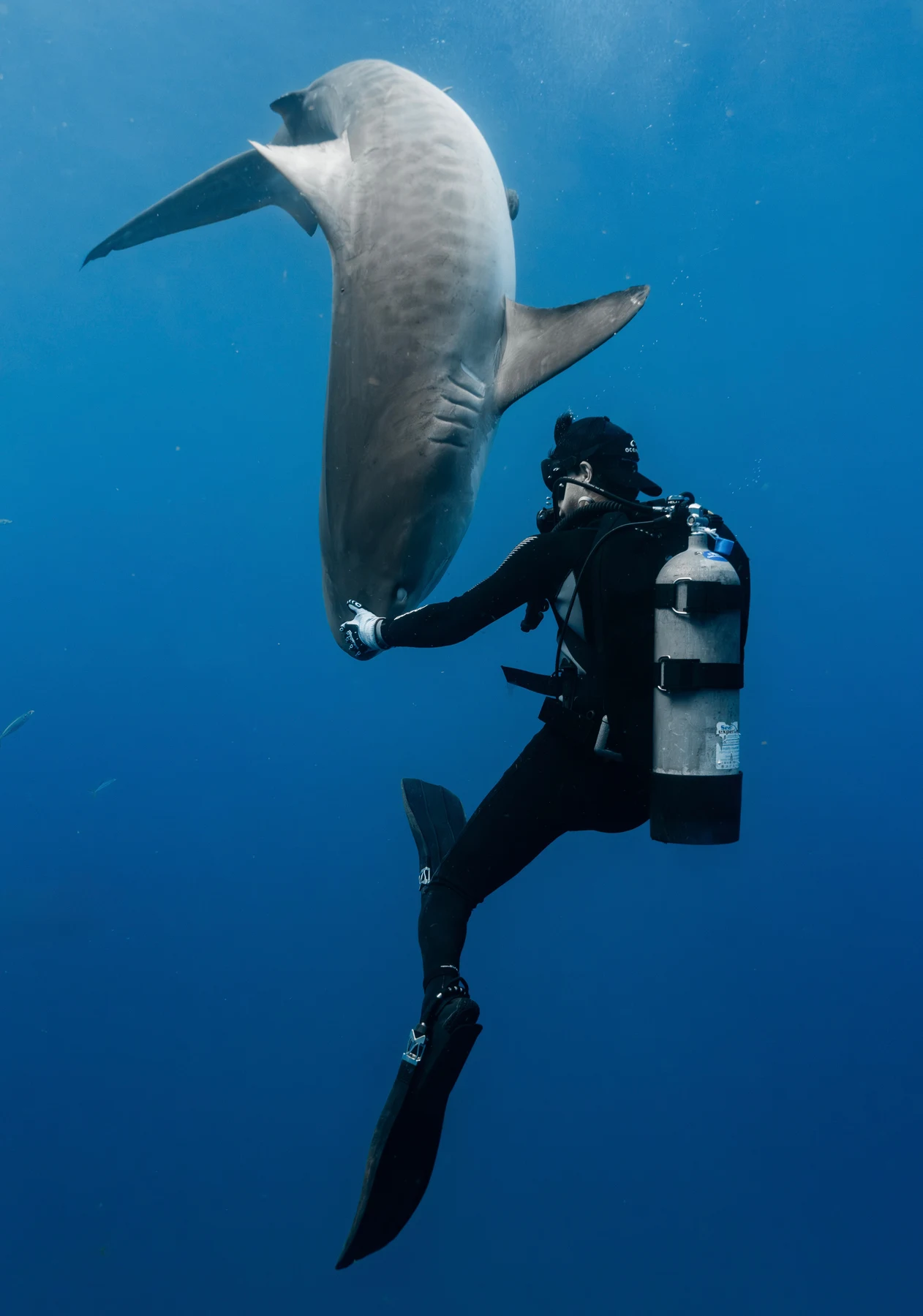 Miles Merhib scuba diving alongside a tiger shark in blue open water