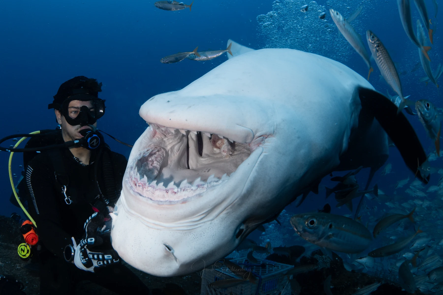 Miles Merhib beside a tiger shark with its mouth open during an underwater encounter surrounded by fish