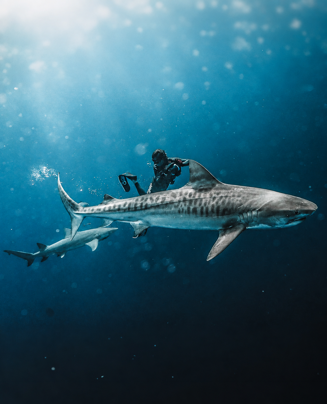 Freediver alongside a tiger shark in blue water