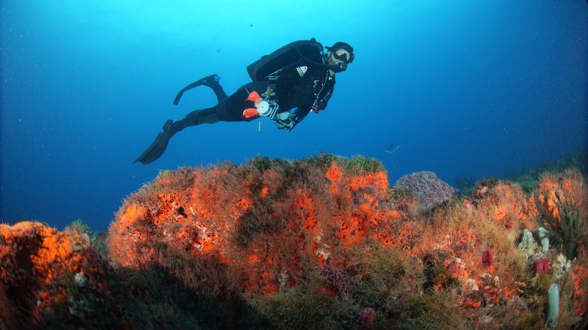 A scuba diver swimming above a colorful orange reef in clear blue water