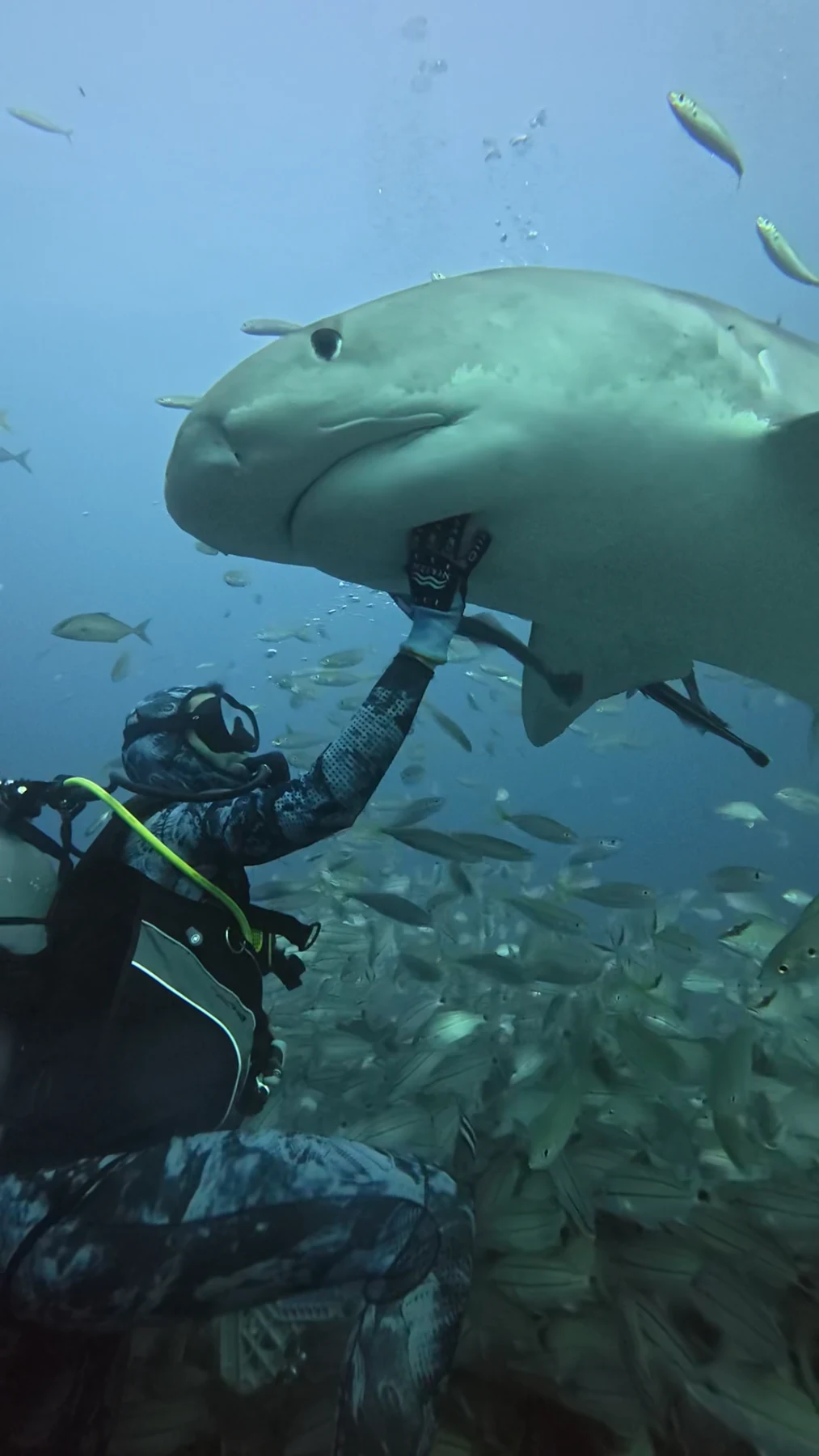 Sabian Cardona Martinez scuba diving beside a tiger shark surrounded by schooling fish