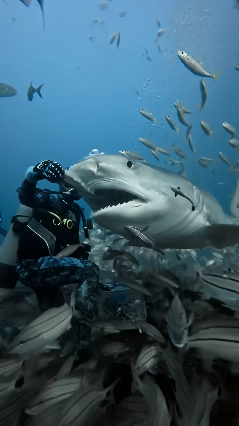 Sabian Cardona Martinez beside an open-mouthed tiger shark during an underwater encounter with schooling fish