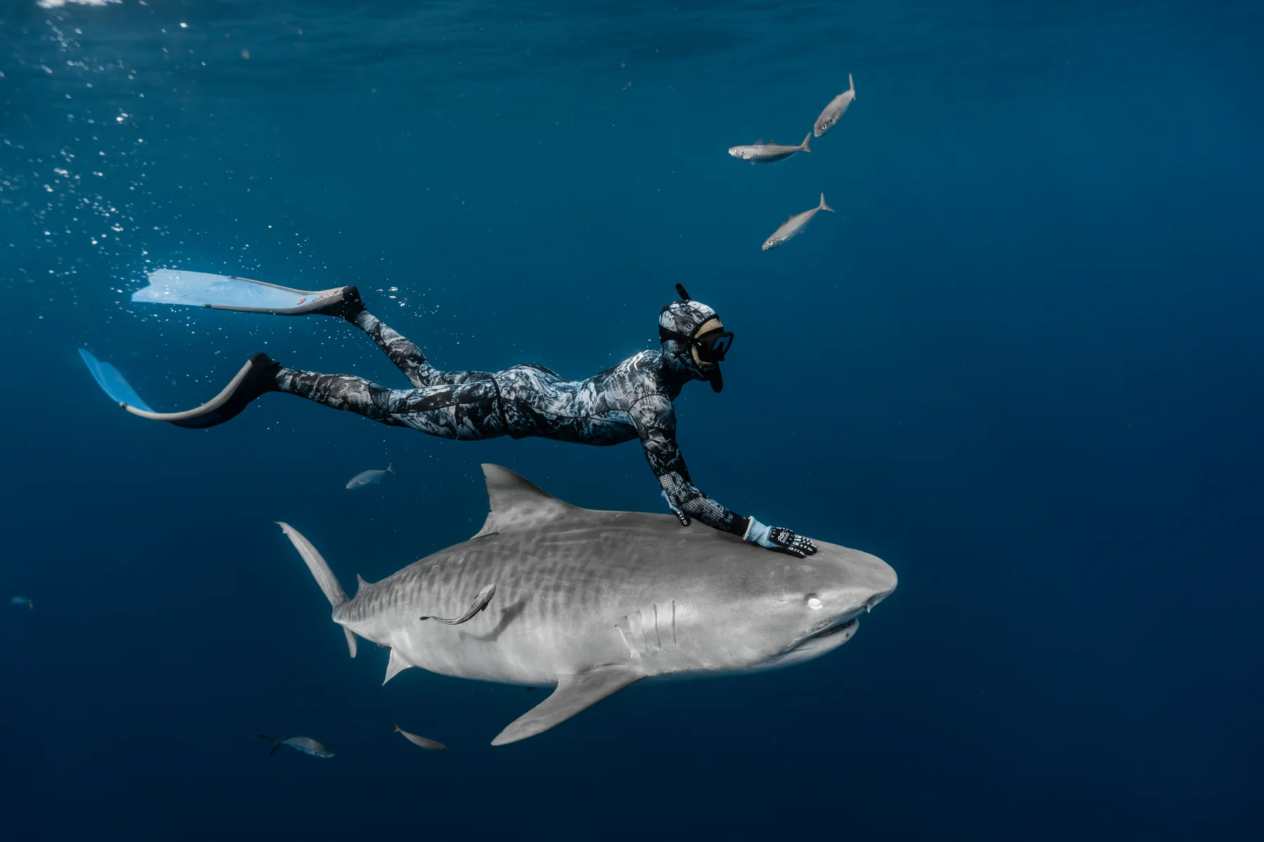 Sabian Cardona Martinez freediving alongside a tiger shark in clear blue water