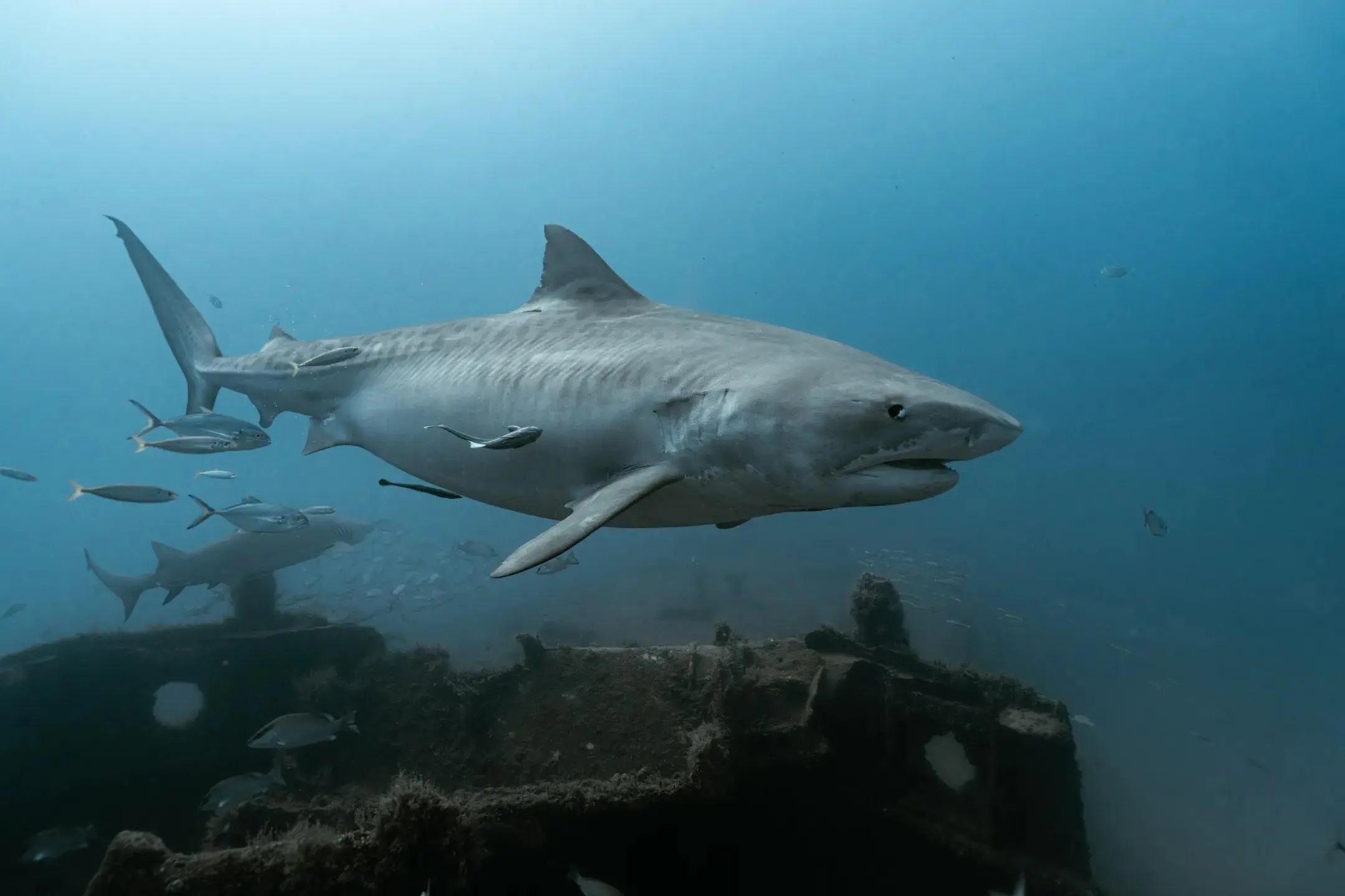 A tiger shark swimming over a shipwreck in blue water