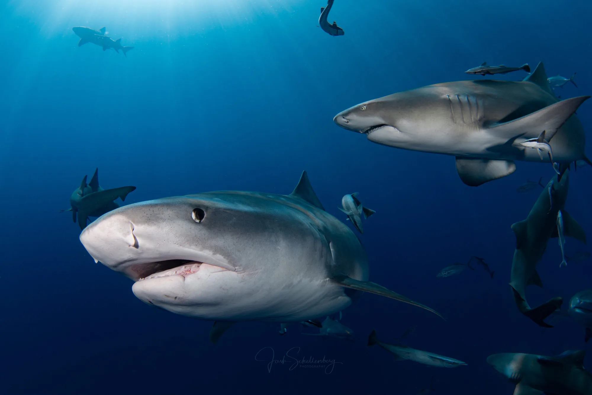 Tiger sharks swimming together in open blue water, including one close to the camera