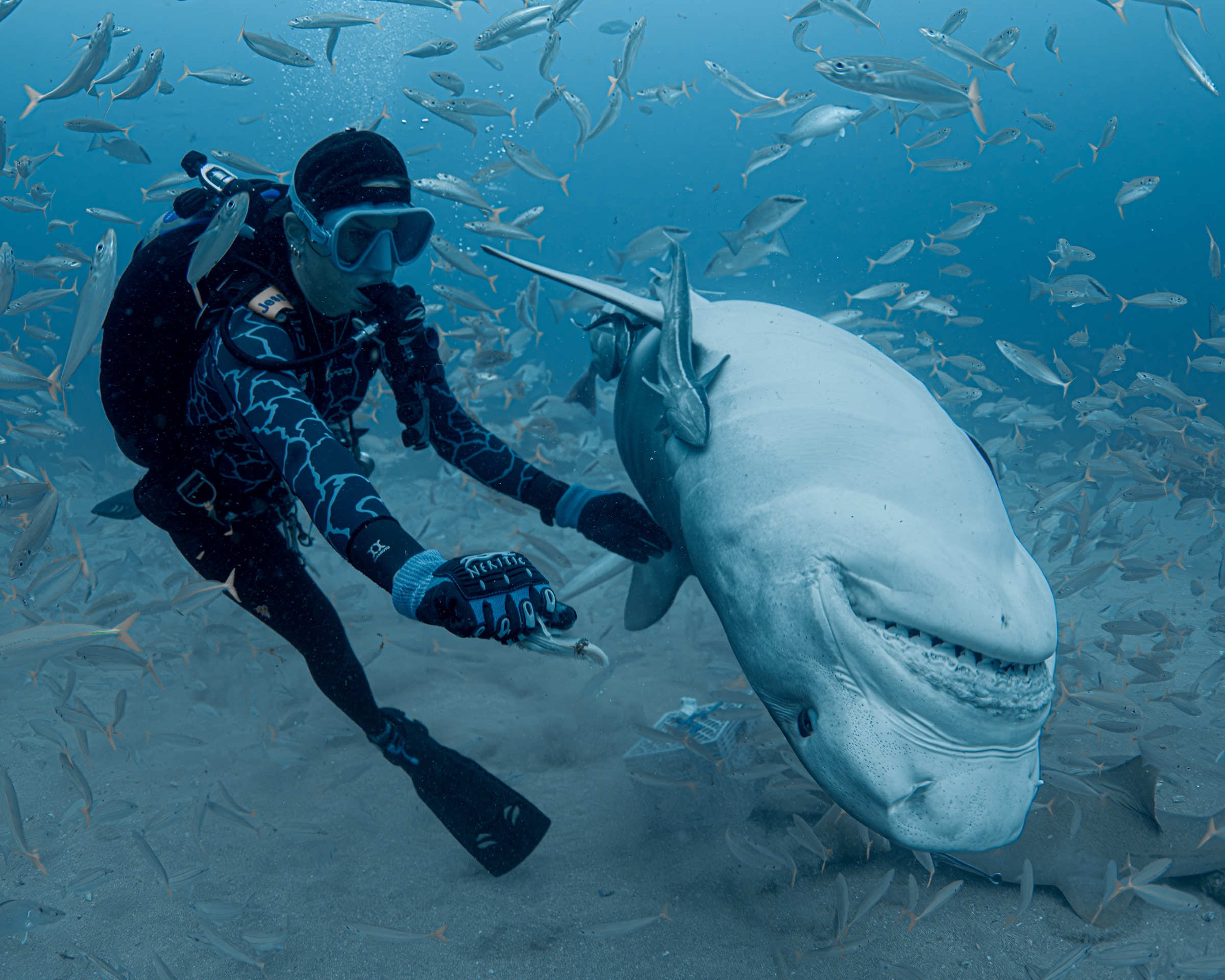 Tiger shark approaching beneath a scuba diver in open blue water