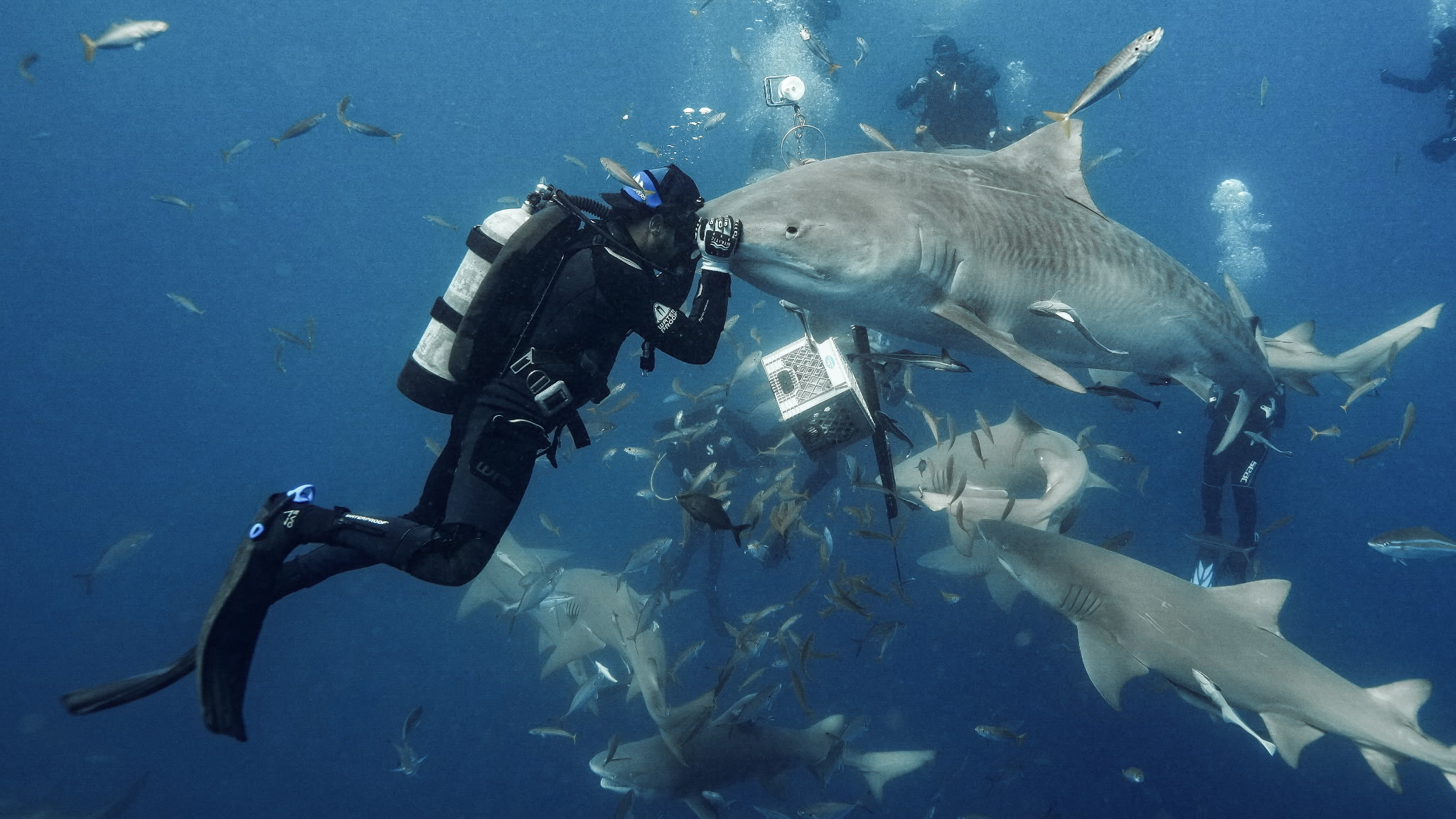 A scuba diver alongside a tiger shark with other sharks and fish in open blue water