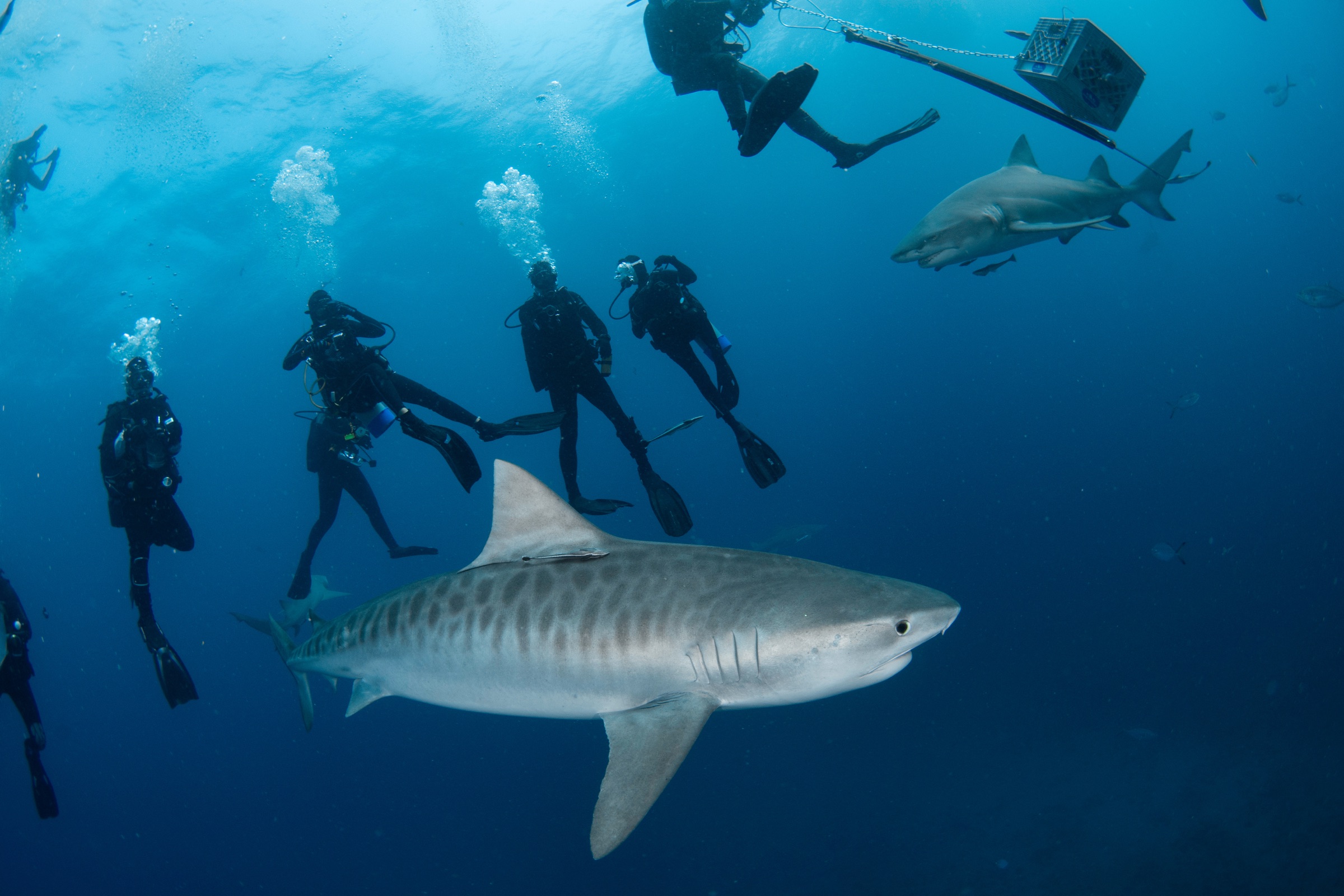 Tiger sharks swimming alongside a group of scuba divers in open blue water