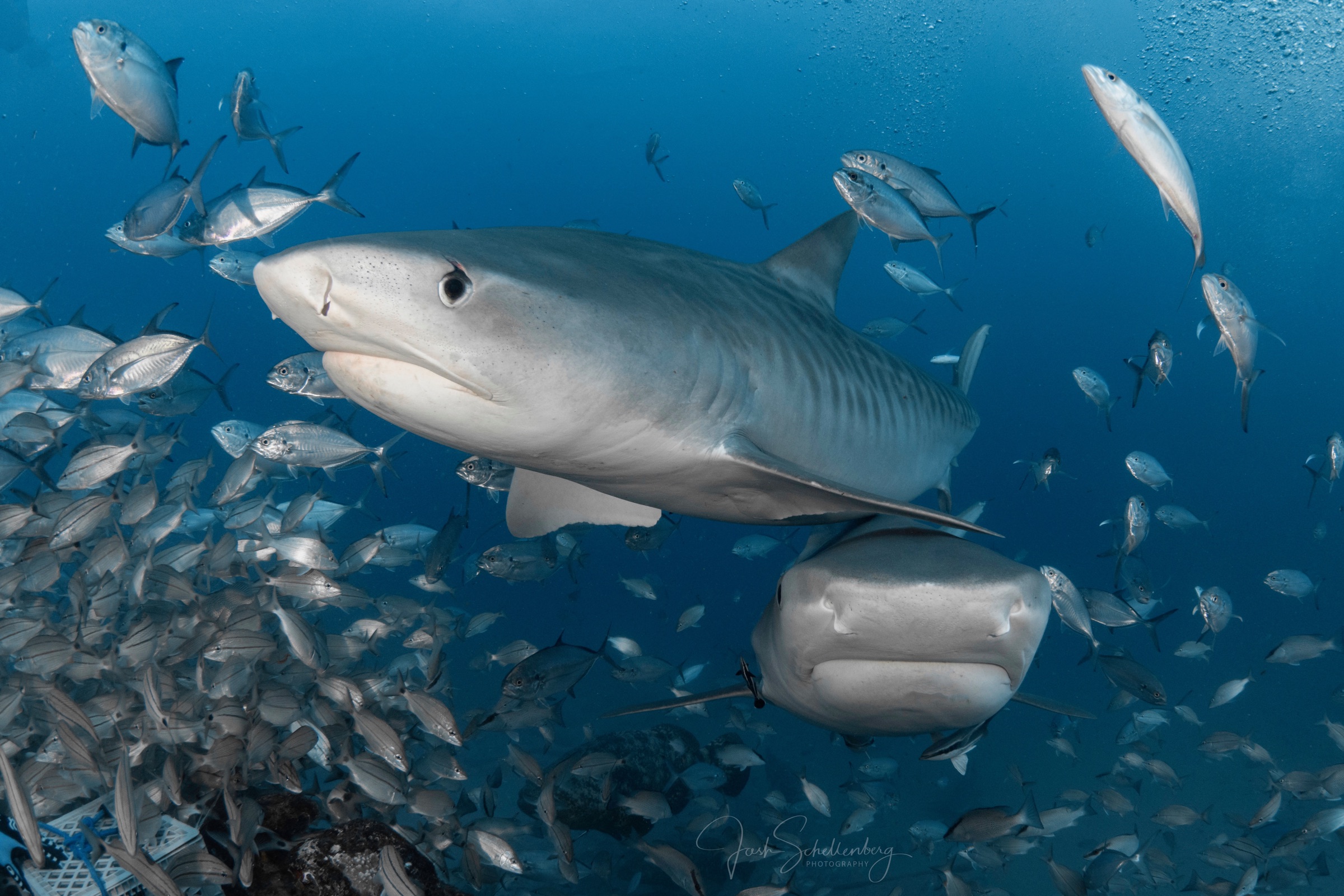Two tiger sharks swimming through a large school of fish