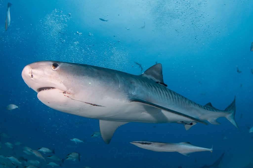 Close three-quarter view of Bean the tiger shark swimming underwater