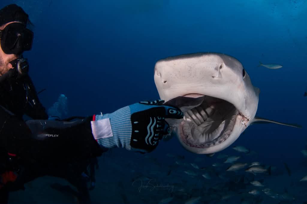 Bean the tiger shark opening her mouth beside a diver underwater