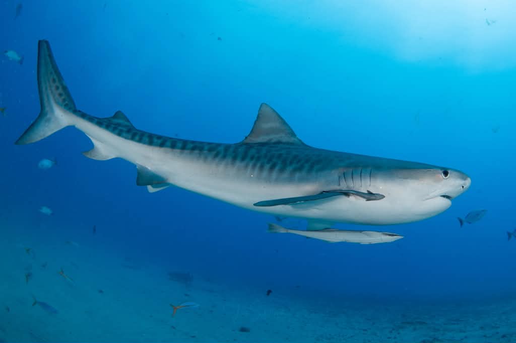 Full side profile of Bean the tiger shark swimming in blue water