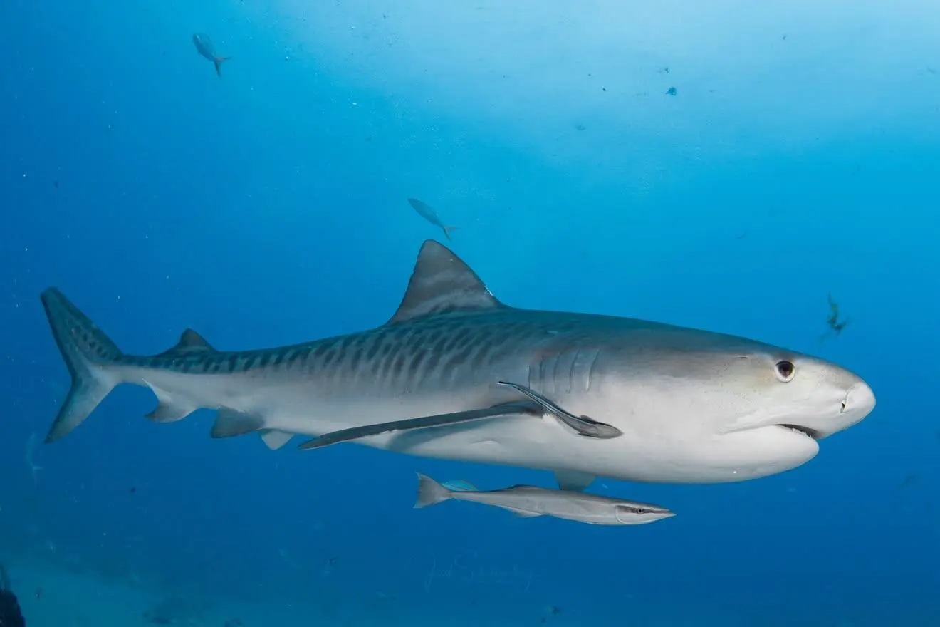 Bean, a female tiger shark, swimming broadside in clear blue water