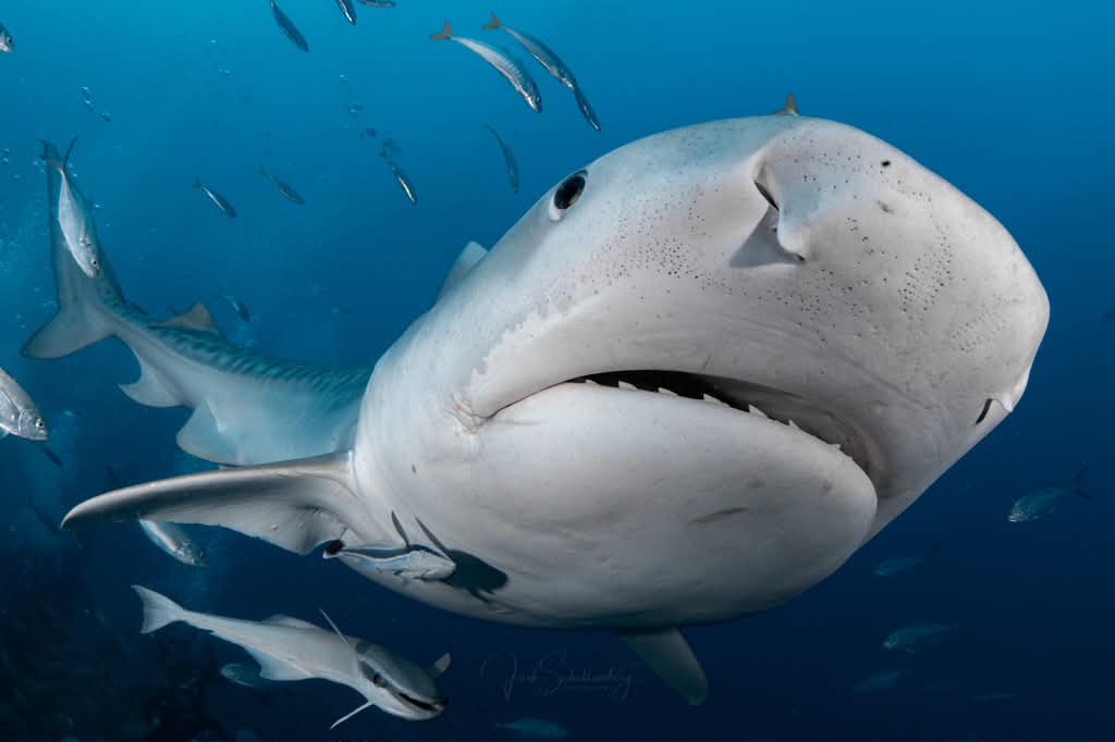 Billie the tiger shark swimming close to the camera underwater