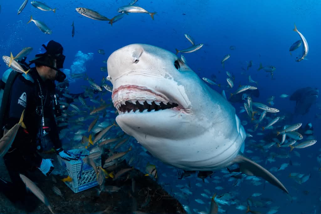 Billie the tiger shark approaching with her mouth open beside a diver