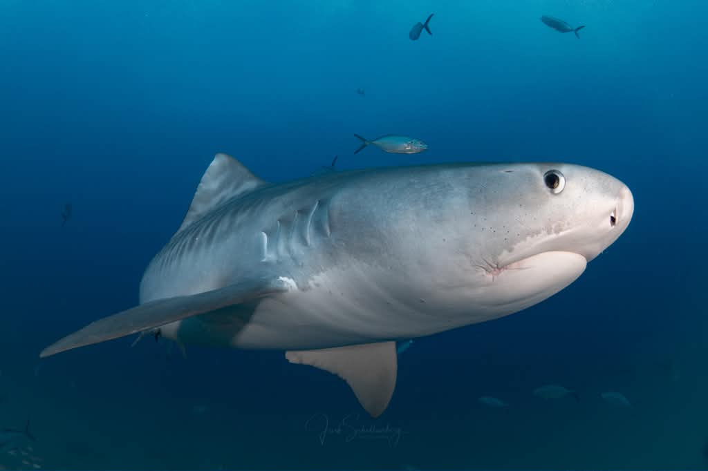Side profile of Billie the tiger shark swimming through blue water