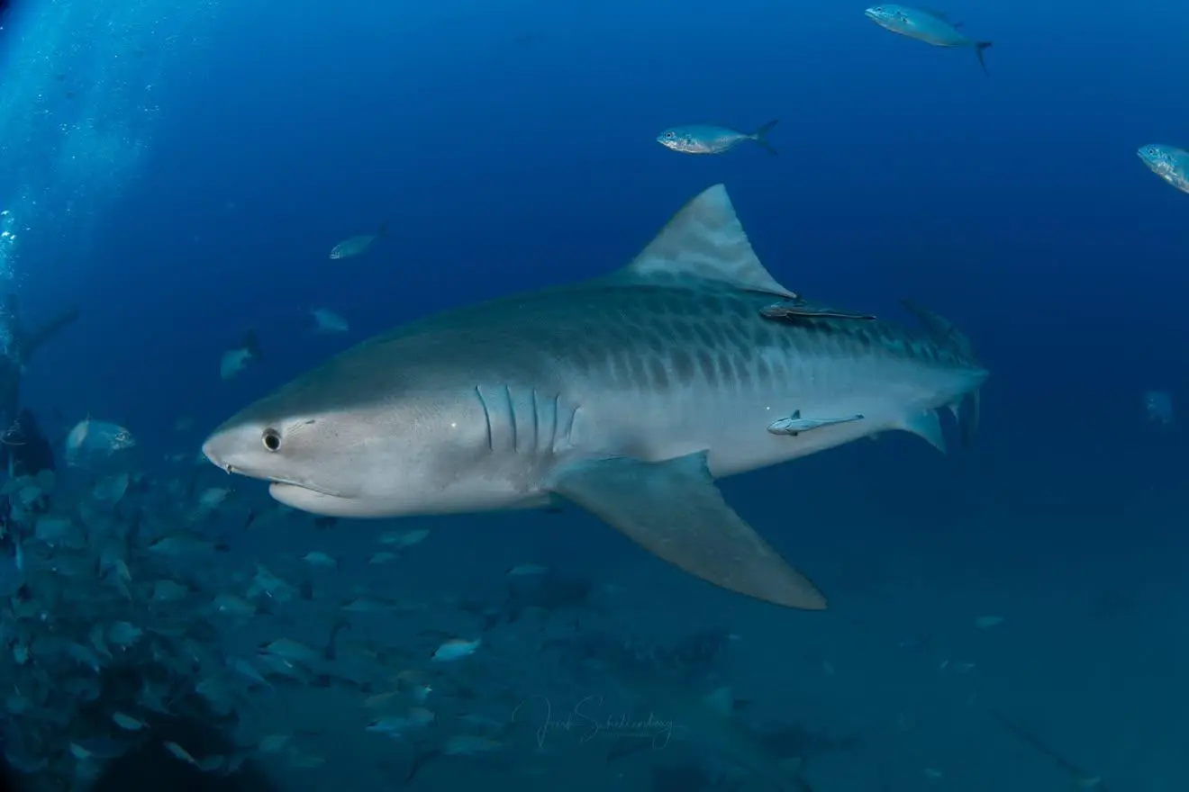 Billie, a female tiger shark, swimming above a reef