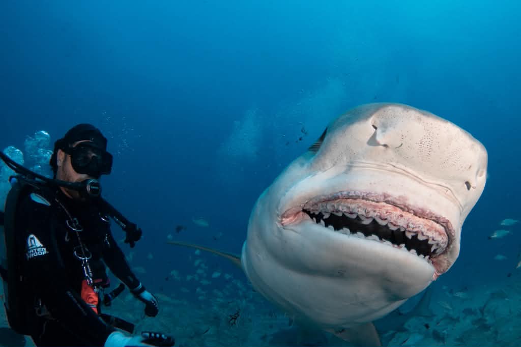 Chloe the tiger shark approaching with her mouth open beside a diver