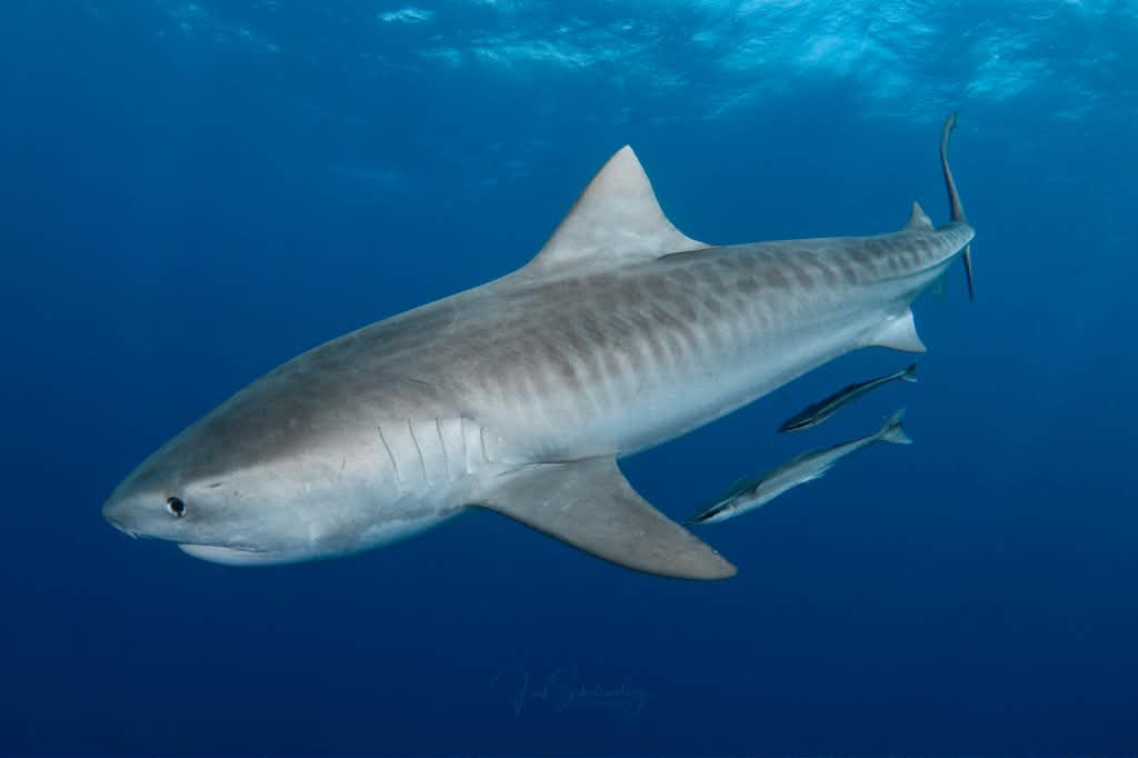 Side profile of Chloe the tiger shark swimming through blue water