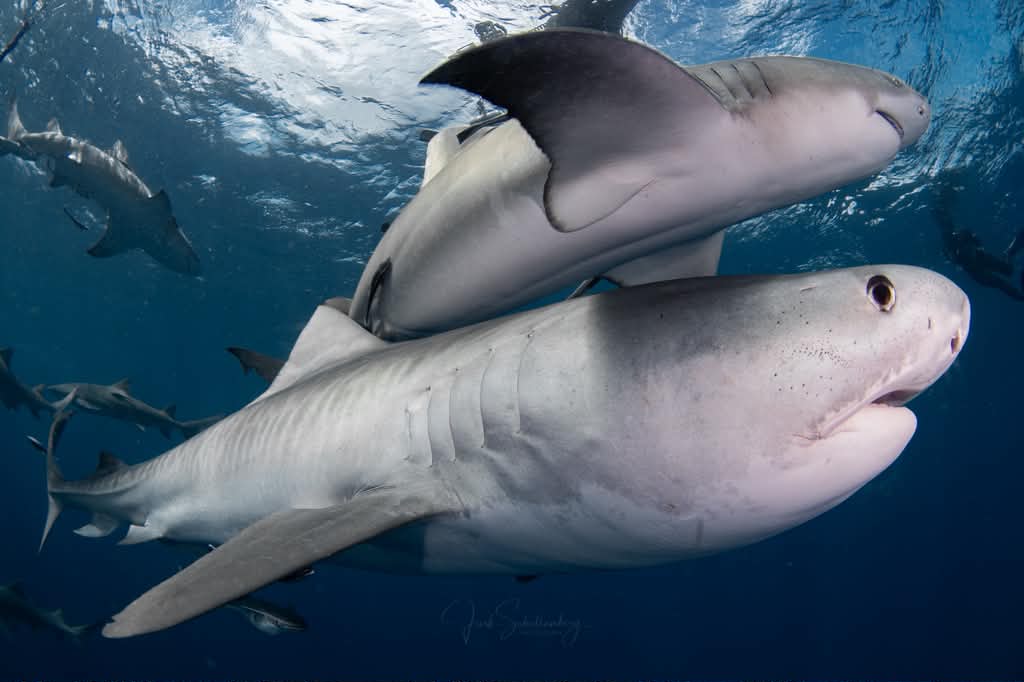 Chloe swimming close to another tiger shark near the surface