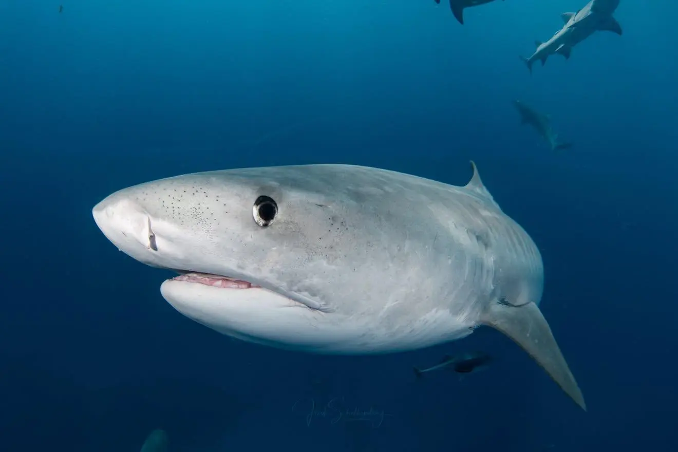 Close view of Chloe, a female tiger shark