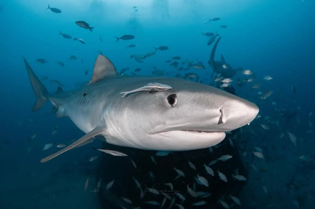 Cindy Lou the tiger shark approaching the camera among schooling fish