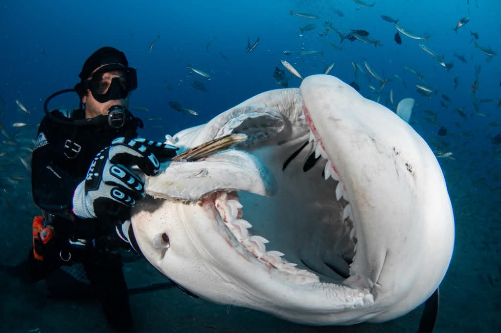 Cindy Lou the tiger shark opening her mouth beside a diver underwater