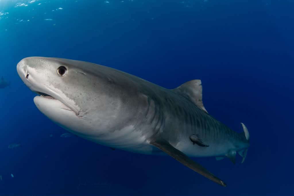 Cindy Lou the tiger shark swimming in open blue water