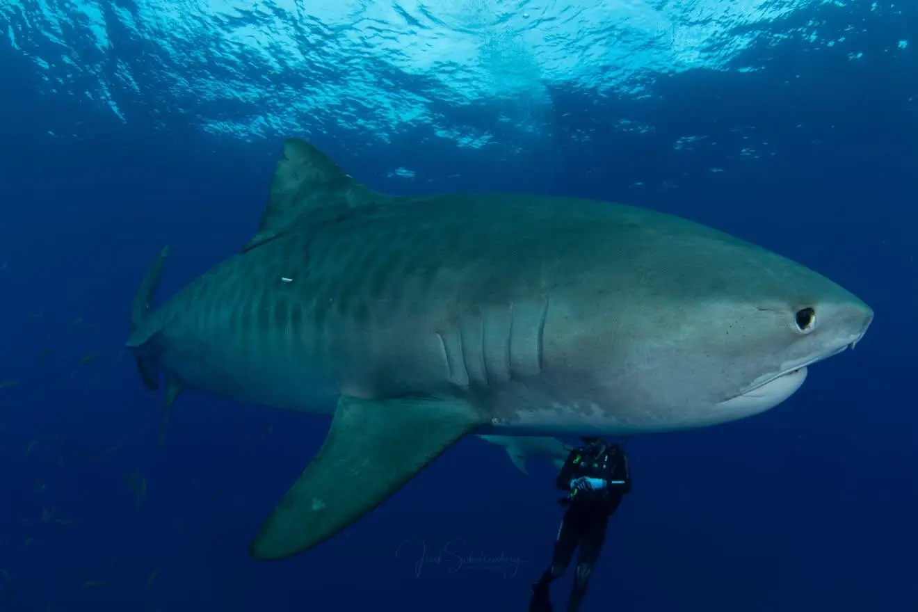 Cindy Lou, a female tiger shark, passing a diver in open water