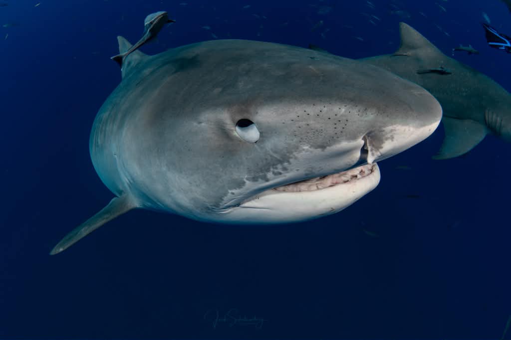 Close view of Djenny the tiger shark approaching underwater