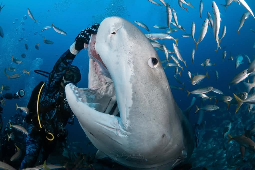 Djenny the tiger shark opening her mouth beside a diver and schooling fish