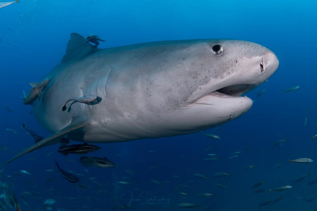 Side profile of Djenny the tiger shark swimming in blue water