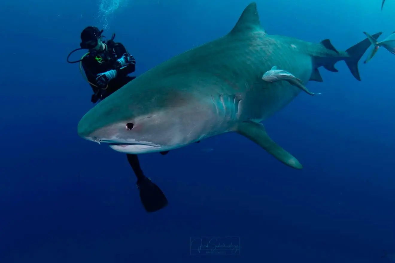 Djenny, a female tiger shark, swimming near a scuba diver