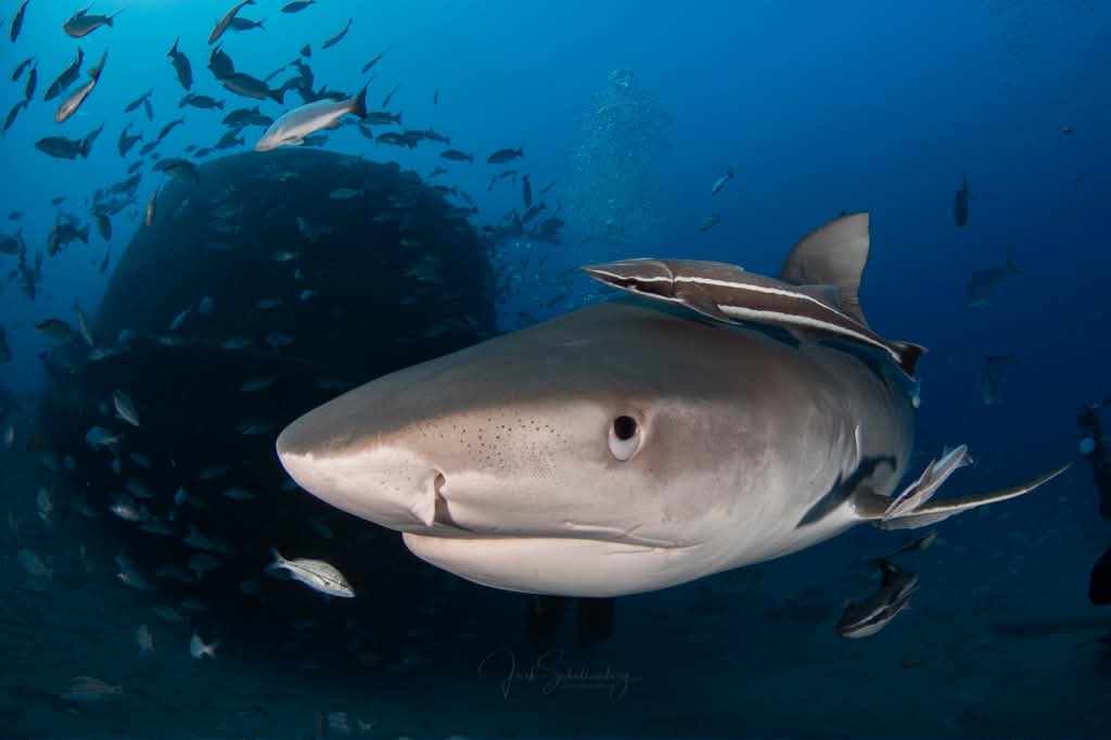 Close view of Fiamma the tiger shark with remoras in blue water