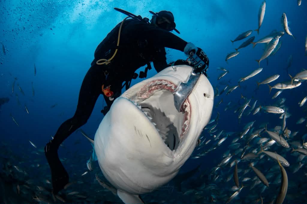 Fiamma the tiger shark opening her mouth beside a diver underwater