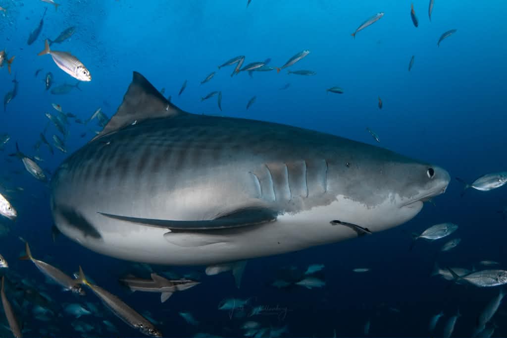 Side profile of Fiamma the tiger shark swimming among fish