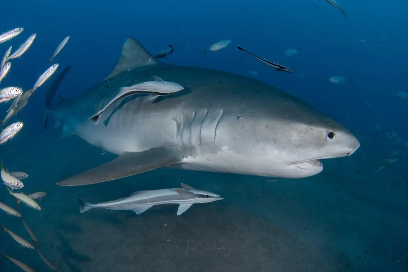 Fiamma, a female tiger shark, surrounded by fish and remoras