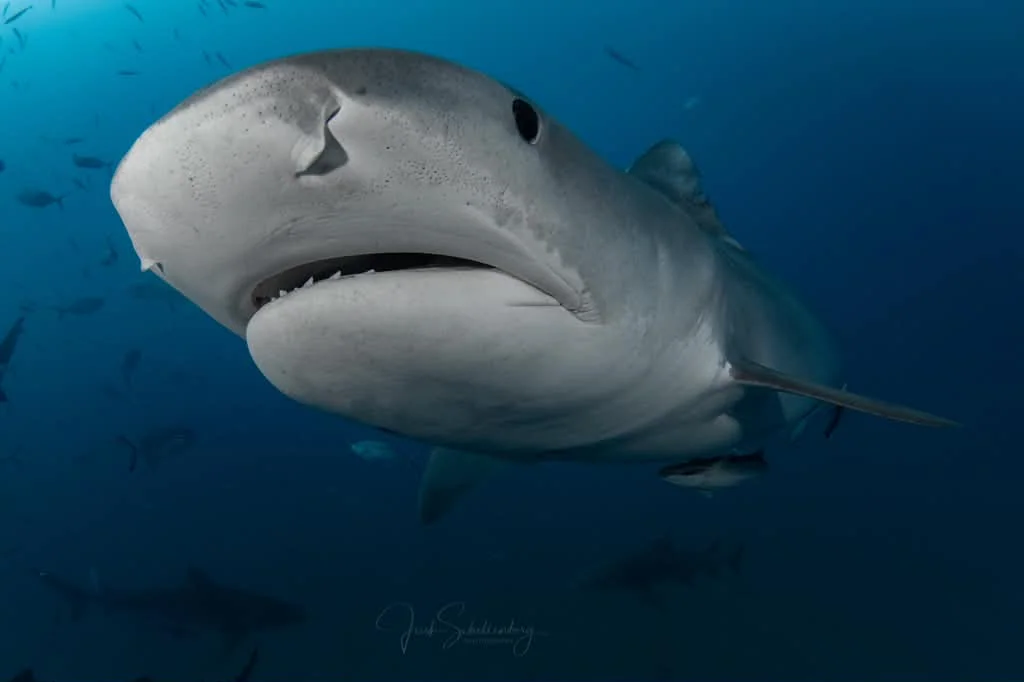 Close-up of Janice the tiger shark approaching the camera underwater