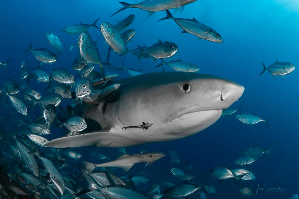 Janice the tiger shark swimming through blue water among fish