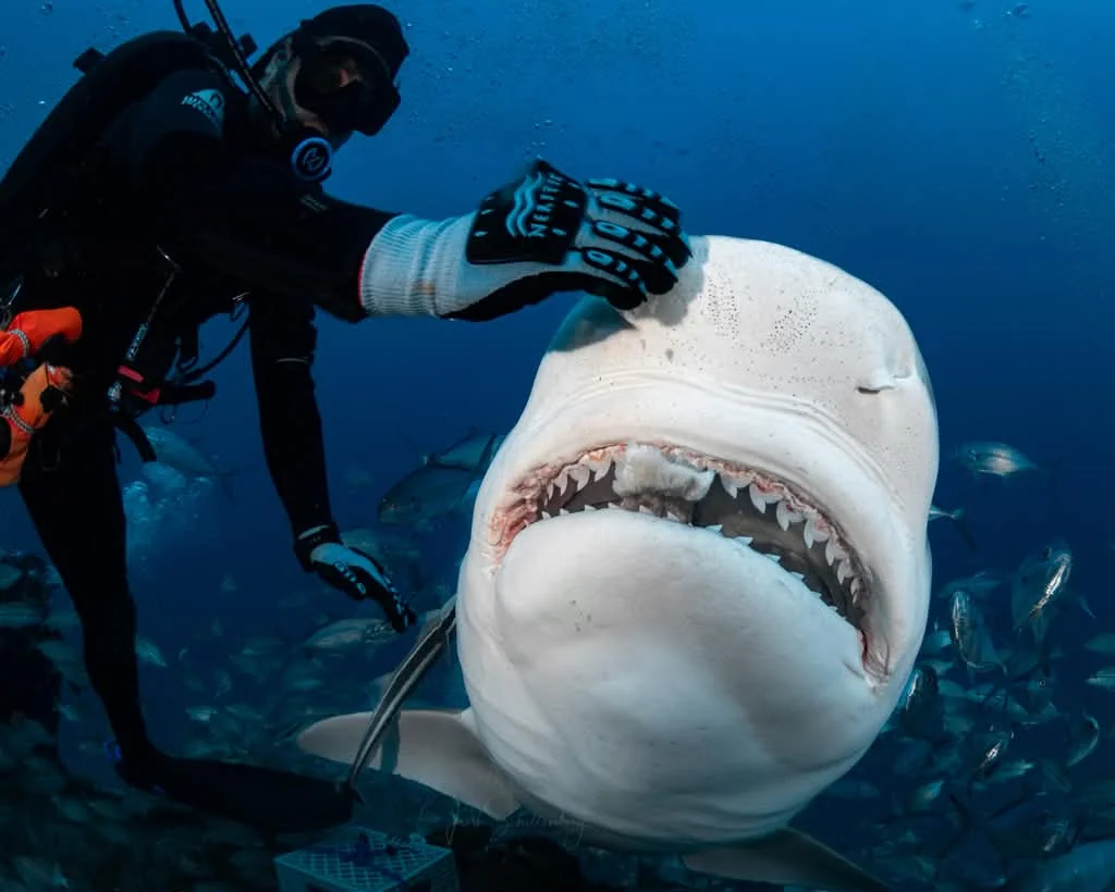 Janice the tiger shark opening her mouth beside a diver underwater