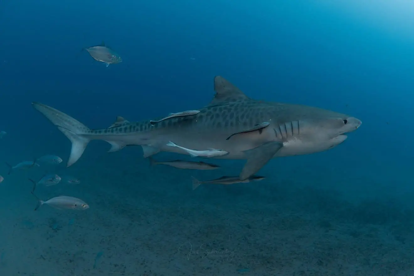 Janice the tiger shark swimming over a sandy seafloor