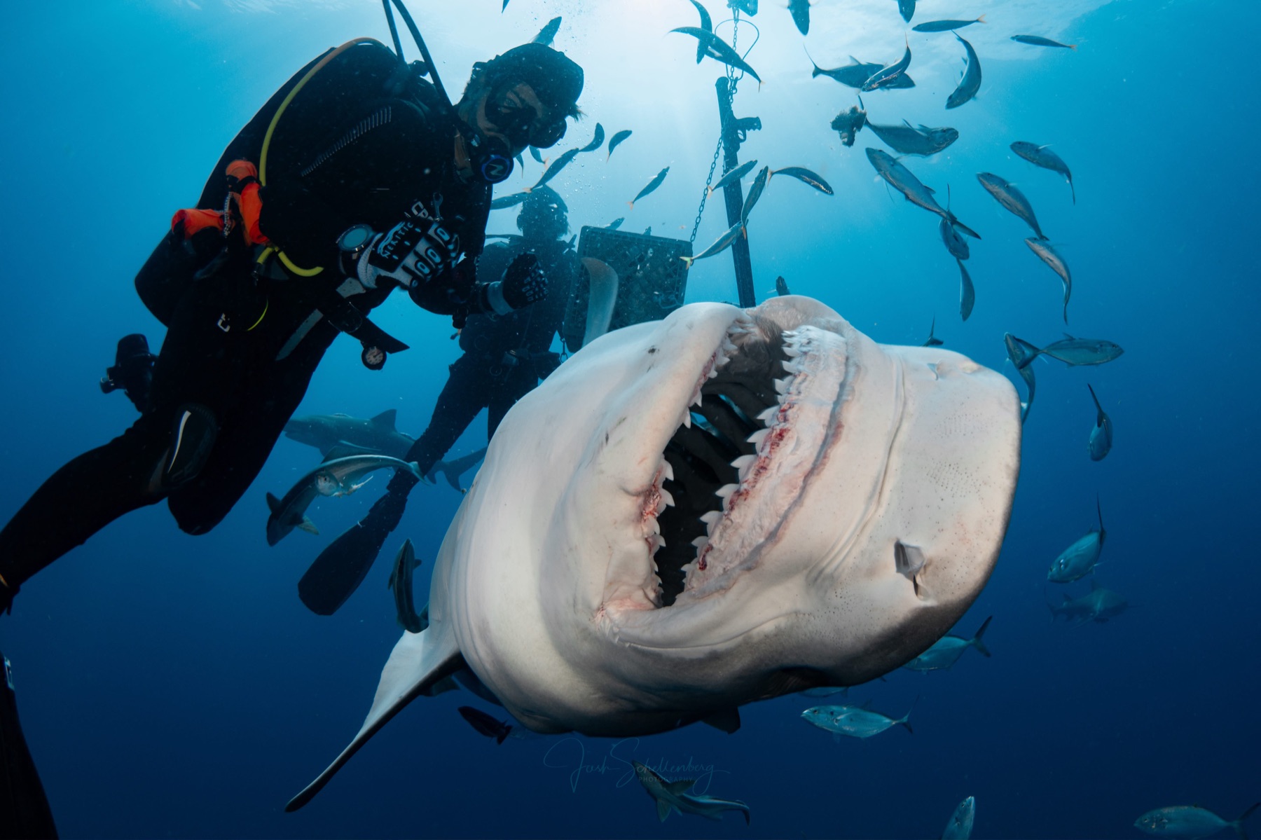 Open-mouth view of Leeah the tiger shark beside a diver