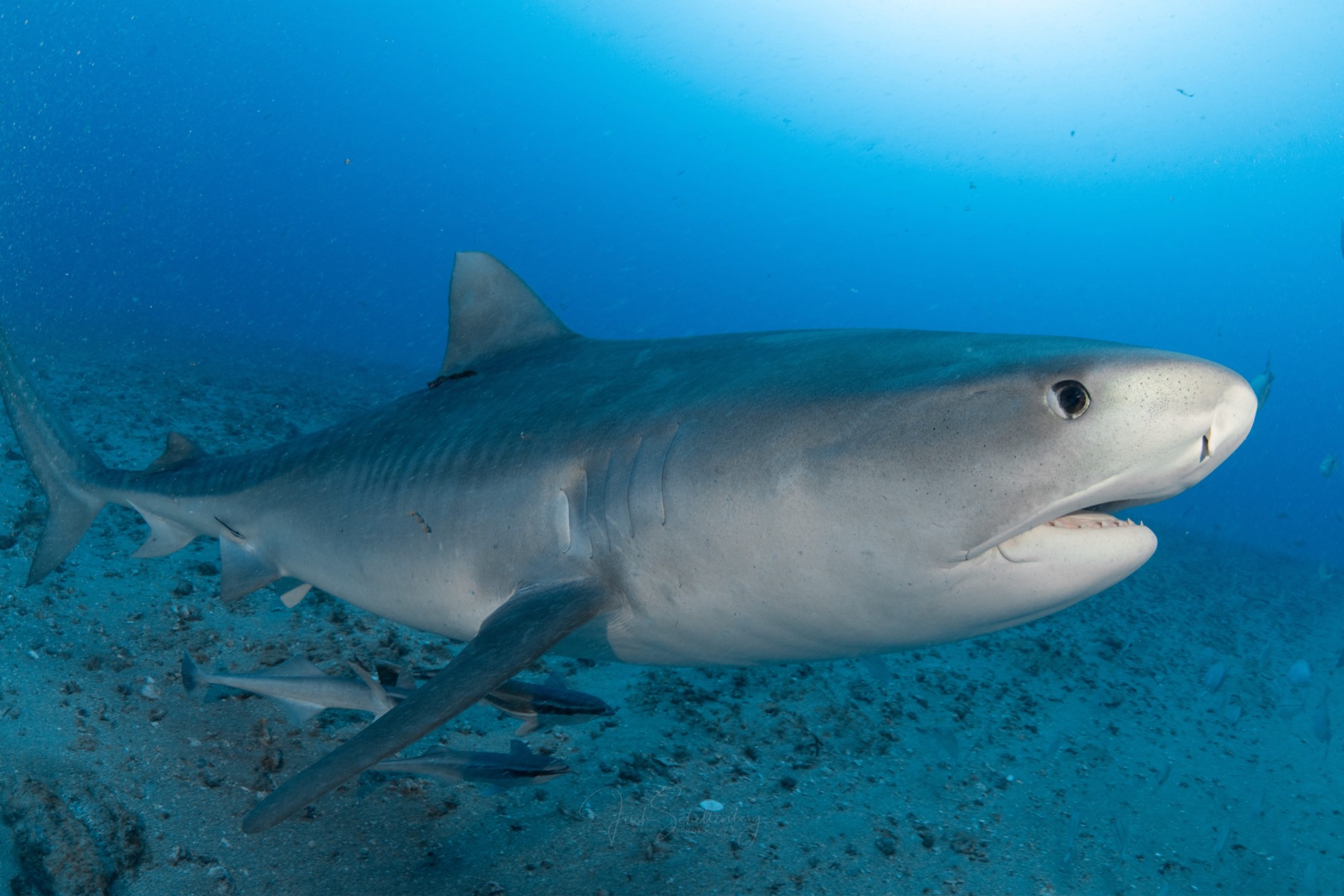 Leeah the tiger shark swimming broadside over a sandy seafloor