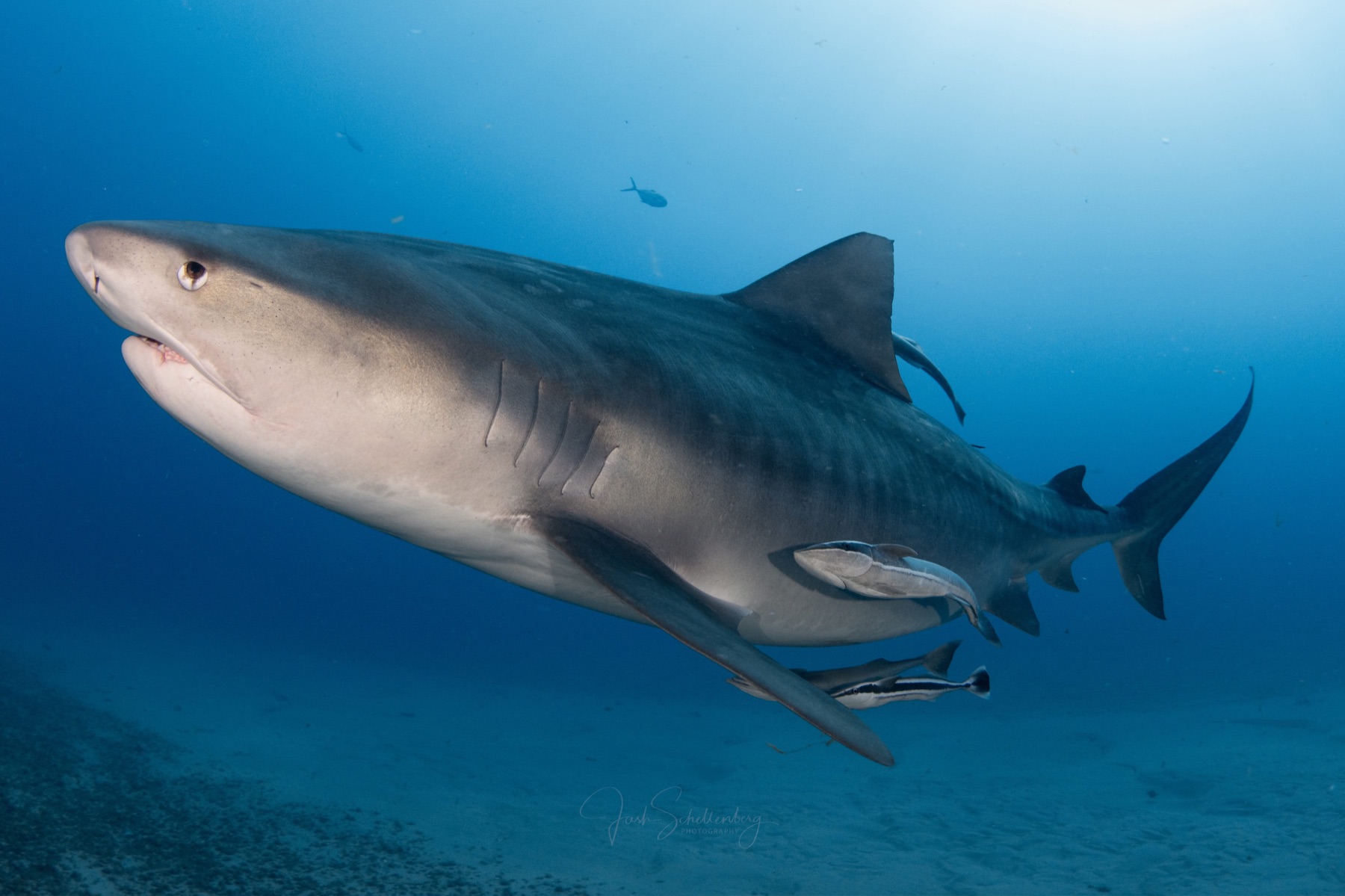 Side profile of Leeah the tiger shark swimming through blue water