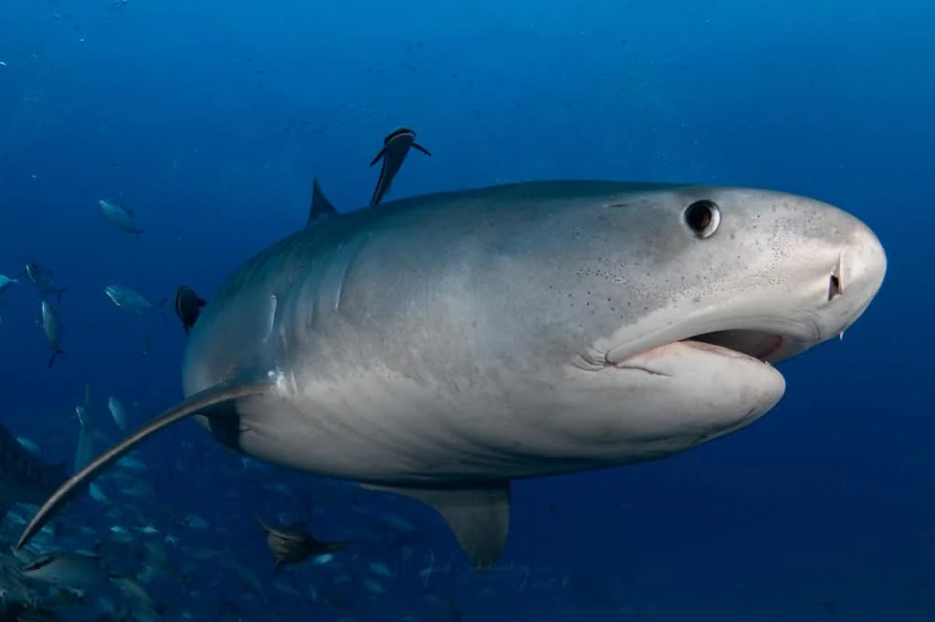 Close-up of Lil Pea the tiger shark approaching underwater