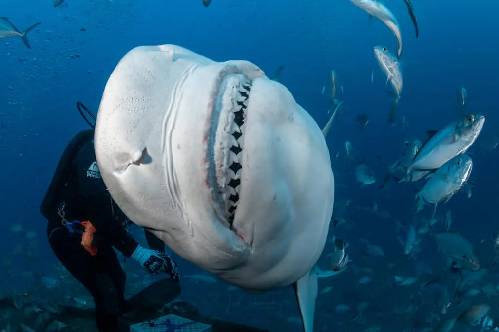 Lil Pea the tiger shark opening her mouth beside a diver underwater